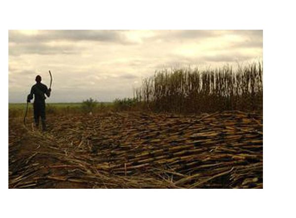 India News | Sugarcane Farmers Get Big Relief as Centre Ensures Timely Payment of Cane Dues: Ministry