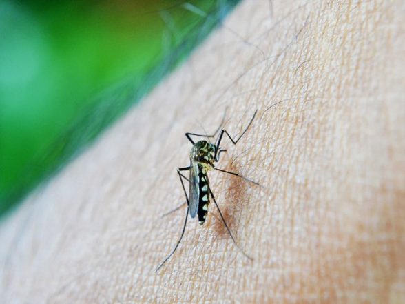 Zika Virus in Maharashtra: Centre Rushes High-Level Team to the State