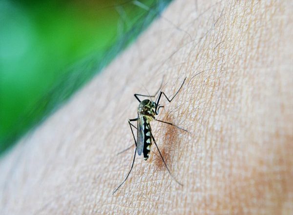 Zika Virus in Maharashtra: Centre Rushes High-Level Team to the State To Support in Effective Public Health Interventions