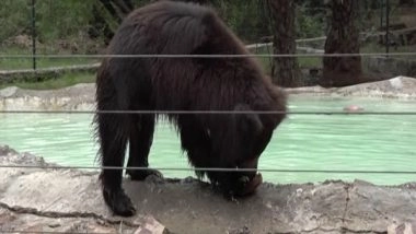 India News | Water Coolers, Sprinklers Set Up at Agra Animal Rescue Facility to Help Bears Tackle Heat, Humidity