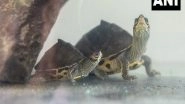 India News | Maharashtra Forest Dept Airlifts 63 Turtles from Pune to Assam