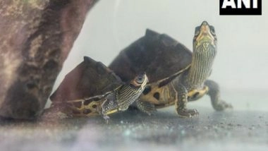 India News | Maharashtra Forest Dept Airlifts 63 Turtles from Pune to Assam