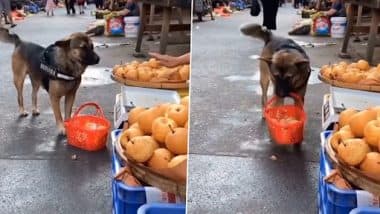 Dog Bargains While Buying Apples From Vendor, Then Walks Away With Preggo ‘Wife’, Watch Cute yet Funny Animal Video!