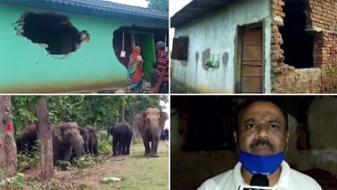 Elephants From Jharkhand’s Forest Range Damage Houses in Odisha’s Mayurbhanj