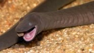 &lsquo;Penis Snakes&rsquo; or Caecilians, Native to Colombia and Venezuela, Discovered in South Florida (See Pic)