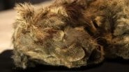 Ice Age Lion Cub, Believed To Be 28,000 Year-Old, Found in Siberia; Scientists Say It&rsquo;s the Best-Preserved Fossil Ever Found
