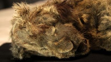 Ice Age Lion Cub, Believed To Be 28,000 Year-Old, Found in Siberia; Scientists Say It’s the Best-Preserved Fossil Ever Found