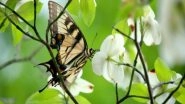 Science News | Study Attempts First Global Risk Index for Pollinator Declines, Effects on Humanity
