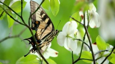 Science News | Study Attempts First Global Risk Index for Pollinator Declines, Effects on Humanity