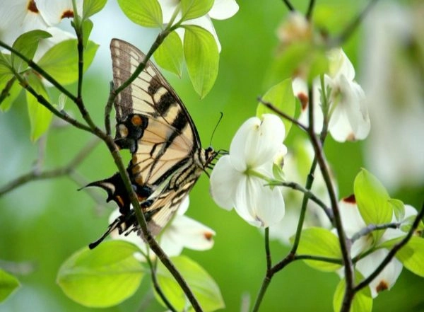 Science News | Study Attempts First Global Risk Index for Pollinator Declines, Effects on Humanity