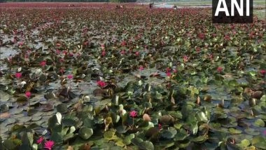 India News | Kerala: Kottayam's Malarikkal Paddy Fields Turns in Sea of Pink with Water Lilies in Full Bloom
