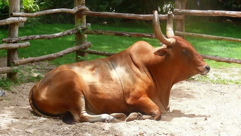 Telangana Rains: Ox Falls In Open Water Sump in Kapra After Area Receives More Than 60 MM Rainfall; Animal Rescued (Watch Video)