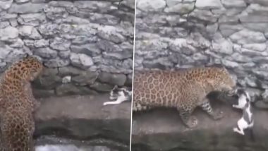 Leopard and Cat Come Face to Face After Falling Down a Well in Nashik; Watch What Happens Next
