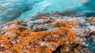 Science News | Here's How Climate Change Could Impact Algae in the Global Ocean