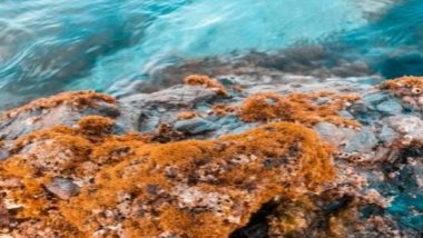 Science News | Here's How Climate Change Could Impact Algae in the Global Ocean