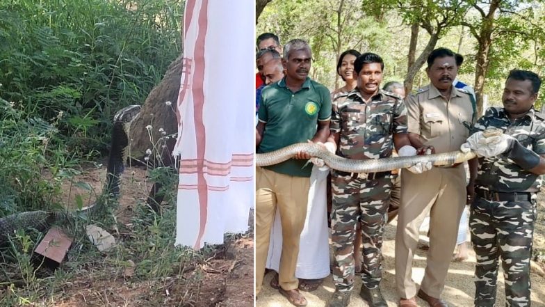 Sridhar Vembu, CEO of Zoho Corporation, Encounters 12-Foot-Long King Cobra In Tamil Nadu Village