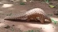 India News | Four Arrested After Forest Dept Rescues Pangolin in Odisha's Kandhamal