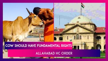 Allahabad HC Order: Cow Is Part Of Indian Culture, Should Have Fundamental Rights