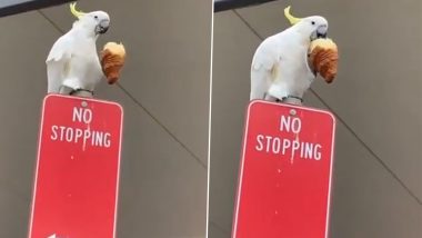 Viral Video of a Cockatoo Eating Croissant Is the Best Thing You’ll See on Internet Today