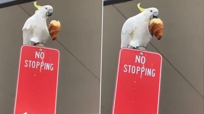 Viral Video of a Cockatoo Eating Croissant Is the Best Thing You’ll See on Internet Today