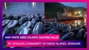 Faroe Islands: 1400 White-Sided Atlantic Dolphins Killed By Whaling Community In Denmark, Global Outcry Over Traditional Practice