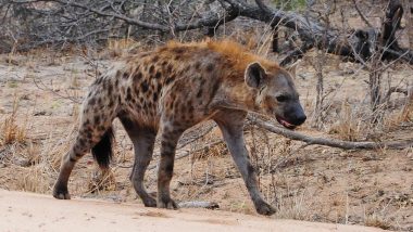 Hyena Attack in Maharashtra: Wild Animal Attacks Two in Pune's Khed, Found Dead Later