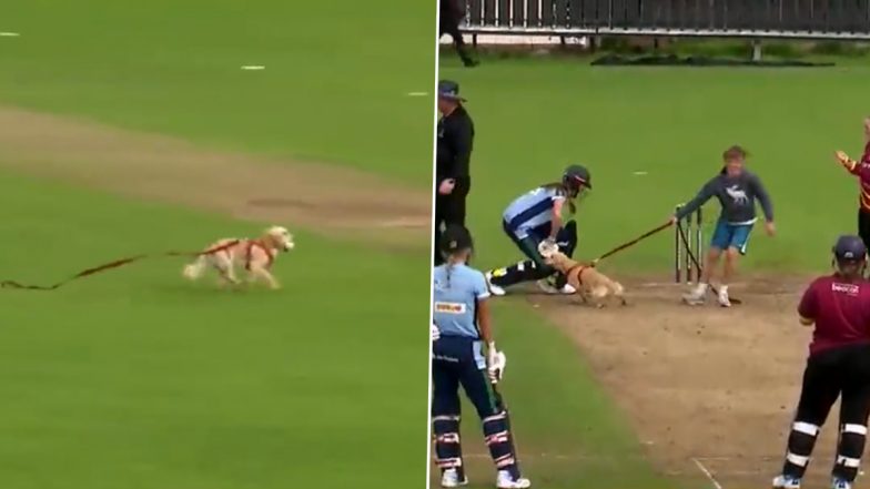 Dog Invades Pitch And Steals Ball To Bring Women's All-Ireland T20 Match To A Halt (Watch Video)