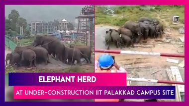 Elephant Herd At Under-Construction IIT Palakkad Campus Site