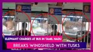 Angry Elephant Charges At Bus In Tamil Nadu, Breaks Windshield With Tusks