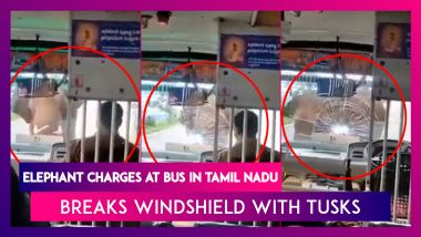 Angry Elephant Charges At Bus In Tamil Nadu, Breaks Windshield With Tusks
