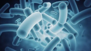Typhoid Bacteria Increasingly Resistant to Essential Antibiotics: Lancet