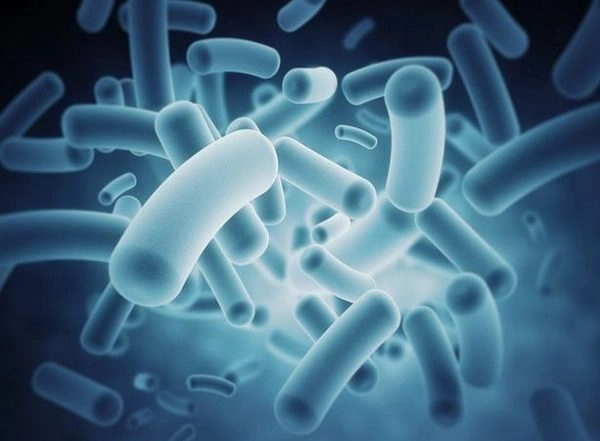Typhoid Bacteria Increasingly Resistant to Essential Antibiotics: Lancet