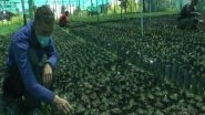 India News | Thousands of Plants Grown at Budgam Nursery Under 'Green J-K Drive'