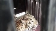 India News | Leopard Trapped in Cage After It Entered Populated Area in Maharashtra Village