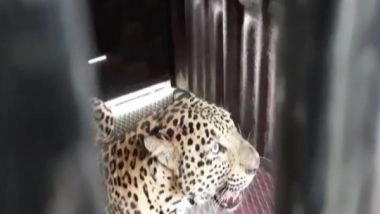 India News | Leopard Trapped in Cage After It Entered Populated Area in Maharashtra Village