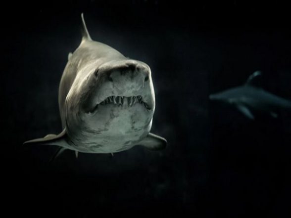 Science News | Scientists Find Tiger Sharks Are Social Creatures - Vimarsana News