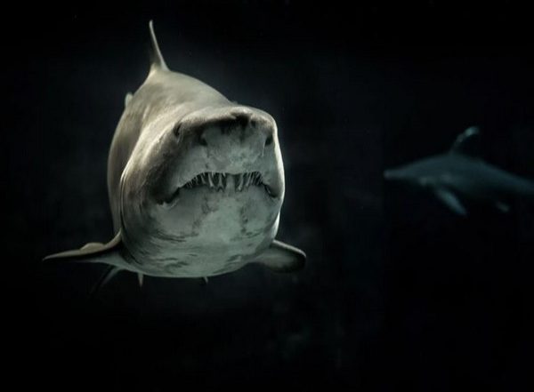 Science News | Scientists Find Tiger Sharks Are Social Creatures