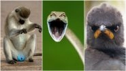 Comedy Wildlife Photography Awards 2021 Finalists Full List: From Monkey With 'Blue Balls' to Laughing Snake, Check Out Funny Animal Pics!