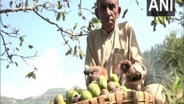India News | Farmers Make Profits Through Walnut Cultivation in J-K's Panchari