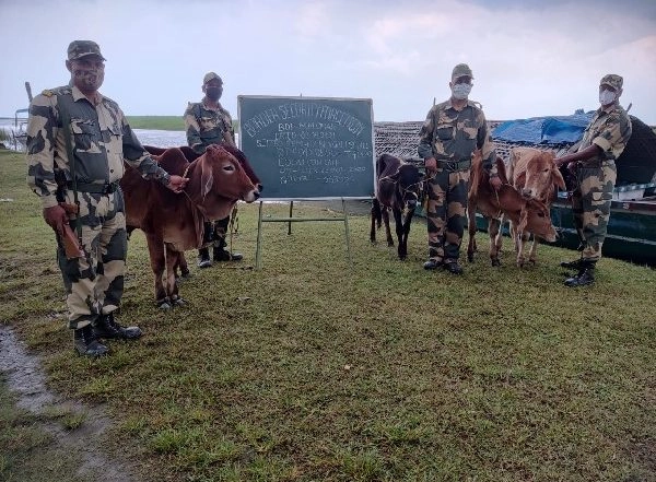 India News | BSF Rescues 95 Cattle Heads from Border Districts of West Bengal, Assam