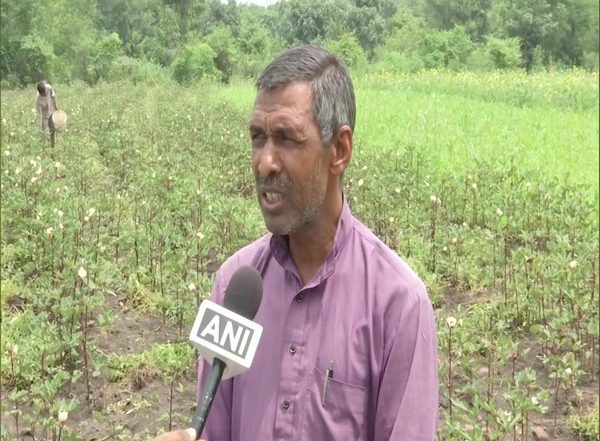 Red Ladyfinger Grown by Bhopal-based Farmer, Fetches Around Rs 800 Per Kg