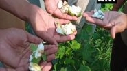 India News | Punjab's Bhatinda Reports Pink Bollworm Infestation in Cotton Fields