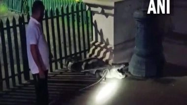 India News | Forest Dept Staff Rescues 8-foot-long Crocodile from Lakshmi Vilas Palace in Gujarat's Vadodara