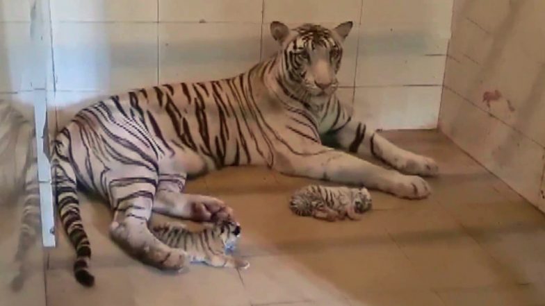 Mira, White Tigress, Gives Birth To Two Cubs in Madhya Pradesh's Gandhi Zoological Park