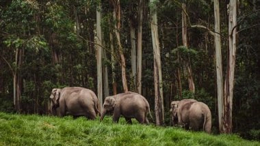 Business News | Best National Parks in Kerala to Visit for Families