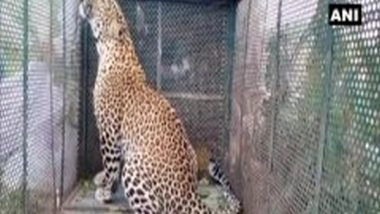India News | Leopard Rescued from UP's Amroha