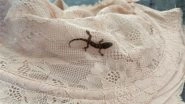 Barbados to Rotherham in Bra! Tiny Lizard 'Barbie' Travels 4000 Miles Hidden in Lingerie