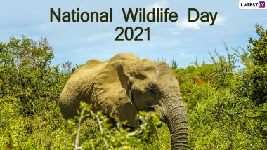 National Wildlife Day 2021: Know Date, Theme, Significance of the Observance Focusing on Conservation of Endangered Species
