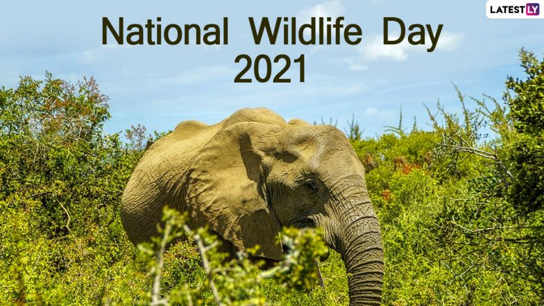 National Wildlife Day 2021: Know Date, Theme, Significance of the Observance Focusing on Conservation of Endangered Species