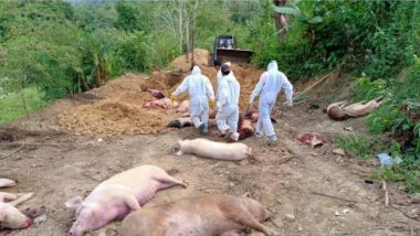 African Swine Fever in India: 16 More Pigs Die in Mizoram, Toll Rises to 770 in State